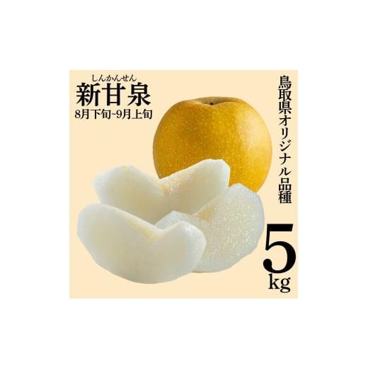 ふるさと納税 梨 鳥取県 湯梨浜町 1MS. 2026年先行受付 新甘泉5kg