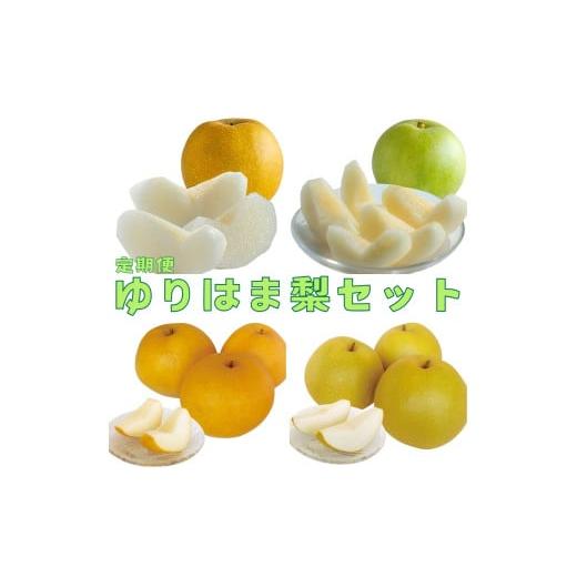 ふるさと納税 梨 鳥取県 湯梨浜町 15MS. 2026年先行受付 ゆりはま梨セット