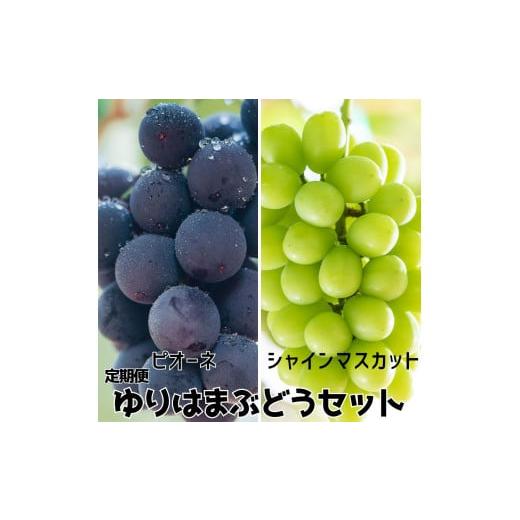 ふるさと納税 果物類 ぶどう 鳥取県 湯梨浜町 27MS. 2026年先行受付 ゆりはまぶどうセット