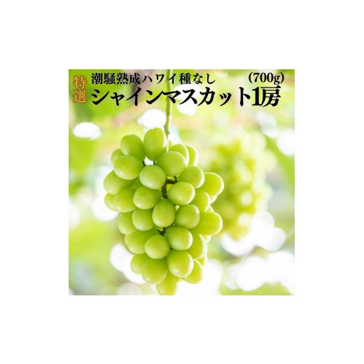 ふるさと納税 ぶどう マスカット 鳥取県 湯梨浜町 31MS. 2026年先行受付 潮騒熟成特選ハワイ種なしシャインマスカット1房