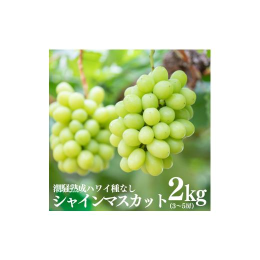 ふるさと納税 ぶどう マスカット 鳥取県 湯梨浜町 32MS. 2026年先行受付 潮騒熟成ハワイ種なしシャインマスカット3〜5房
