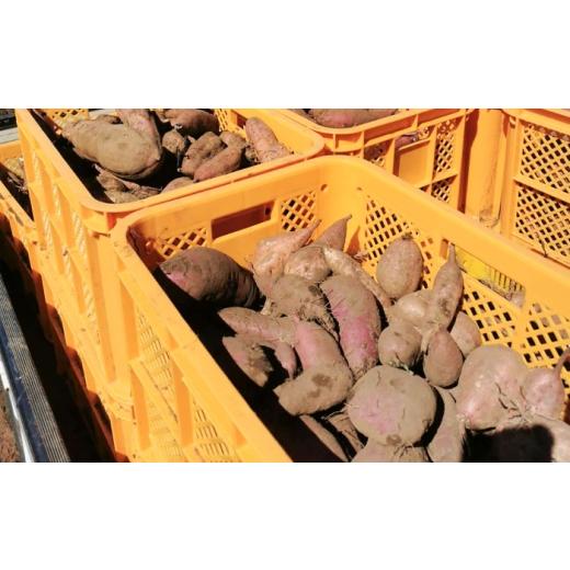 ふるさと納税 野菜類 サツマイモ 長崎県 五島市  2026年11月より発送 潮風と火山灰土が育てた島さつまいも『安納芋』5kg 五島市／あわたに農園 PGO006の画像