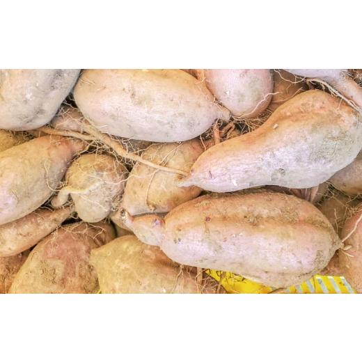 ふるさと納税 野菜類 サツマイモ 長崎県 五島市  2026年11月より発送 潮風と火山灰土が育てた島さつまいも『安納芋』5kg 五島市／あわたに農園 PGO006の画像