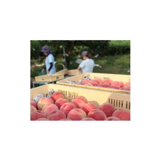 ふるさと納税 もも 山梨県 山梨市  2026年7月発送開始 桃の産地山梨からお届け ピーチ専科ヤマシタの桃 1kg 1707808の画像