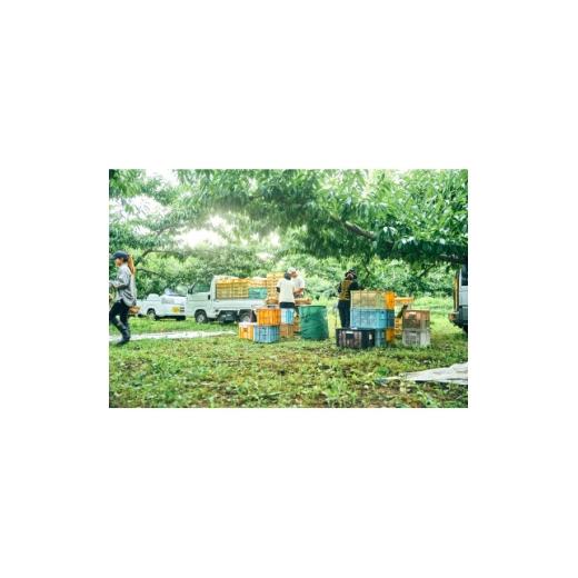 ふるさと納税 もも 山梨県 山梨市  2026年7月発送開始 桃の産地山梨からお届け ピーチ専科ヤマシタの桃 1kg 1707808の画像