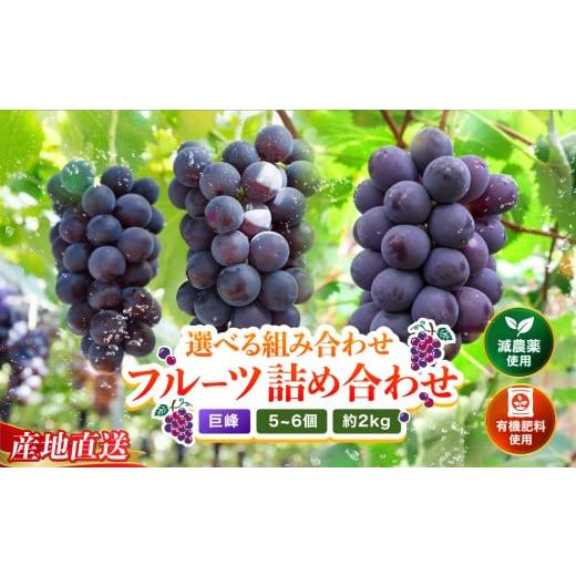 ふるさと納税 ぶどう 巨峰 大分県 中津市 巨峰5〜6房 (約2kg) | ぶどう ブドウ 葡萄 巨峰 果物 フルーツ くだもの 大分県産 九州産 大分県 中津市 巨峰 約2kg …