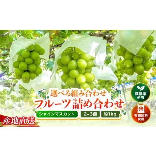 ふるさと納税 果物類 大分県 中津市 シャインマスカット2〜3房 (約1kg) | シャインマスカット マスカット ぶどう ブドウ 葡萄 果物 フルーツ くだもの 大分県…