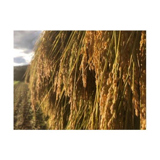 ふるさと納税 米 コシヒカリ 長野県 筑北村 天日干し 特別栽培米 白米10kg |米 天日干し コシヒカリ 信州 人気 おすすめ お米 白米 ご飯 和食 健康 送料…