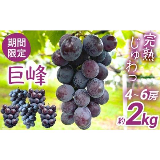 ふるさと納税 ぶどう 巨峰 福岡県 みやこ町 巨峰 約2kg(4〜6房) ぶどう 葡萄 先行予約 数量限定 農家直送 樹上完熟 完熟 ブドウ 果物 フルーツ 福岡 九州 グ…