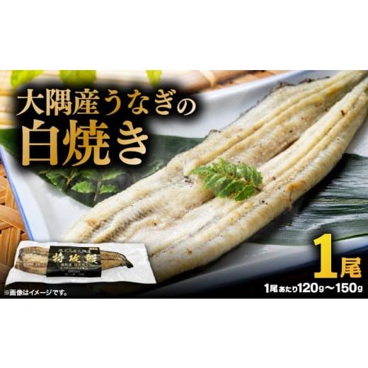 ふるさと納税 うなぎ 鹿児島県 鹿屋市 大隅産うなぎの白焼き 1尾 KN174-002-01