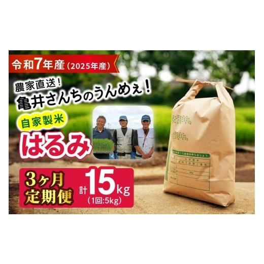 ふるさと納税 米 神奈川県 伊勢原市 定期便/3ヶ月連続 令和7年産 伊勢原産 精米(5kg×3回)計15kg はるみ 農家直送 亀井さんちのうんめぇ 自家製米| お米 お…