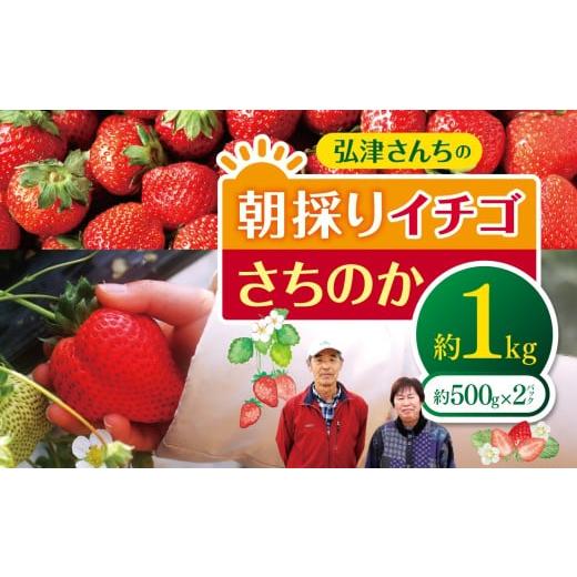 ふるさと納税 いちご 山口県 平生町 先行予約 弘津さんちの 朝採り イチゴ さちのか 約500g 令和8年1月中旬〜3月発送 | さちのか いちご イチゴ 苺 朝採れ …