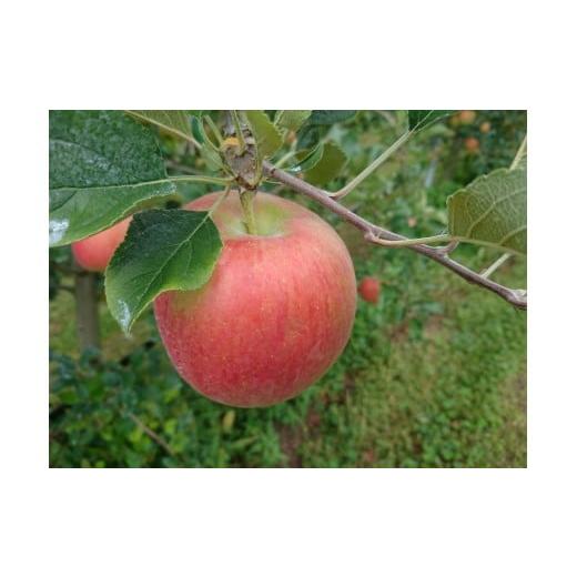 ふるさと納税 りんご 長野県 高森町 アグリスタくましろ シナノスイートSF ご家庭用約3kg(6〜12玉) 長野県 信州 南信州 高森町 りんご スマートフレッシュ