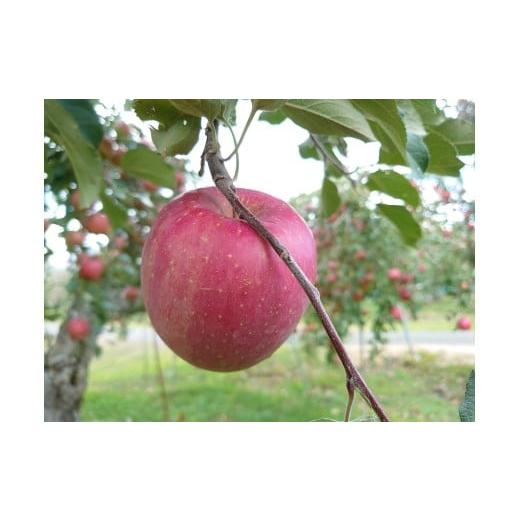 ふるさと納税 りんご 長野県 高森町 アグリスタくましろのサンふじSF ご家庭用約3kg(6〜12玉) 長野県 信州 南信州 高森町 りんご スマートフレッシュ