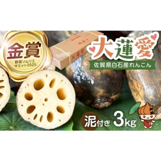 ふるさと納税 人参・大根・他根菜 佐賀県 白石町 R8年2月以降発送 泥付きれんこん 大蓮愛 3kg 池上ファーム