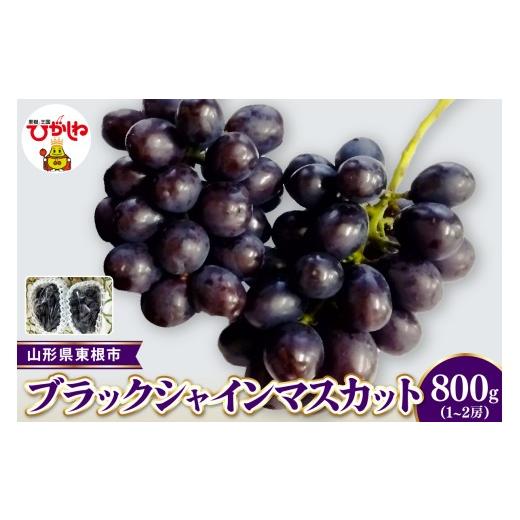 ふるさと納税 ぶどう マスカット 山形県 東根市 2026年産 先行受付 東根市産ブラックシャインマスカット 秀品 約800g(1〜2房) ベジフルひがしね 山形県 東…