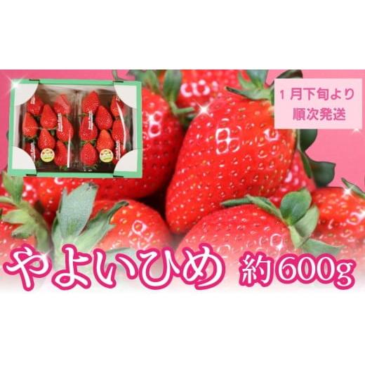 ふるさと納税 いちご 千葉県 銚子市 いちご やよいひめ 2パック 約600g 苺 イチゴ 大粒 甘い 美味しい 食べ頃 お取り寄せ 通販 産地直送 農家直送 高級 家庭用…
