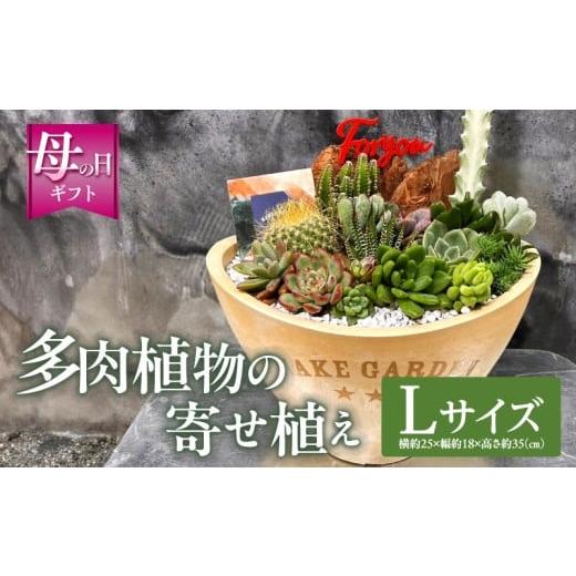 ふるさと納税 雑貨・日用品 花 宮崎県 宮崎市 数量・期間限定 母の日 多肉植物の寄せ植え Lサイズ_M238-008_03-MD Lサイズ