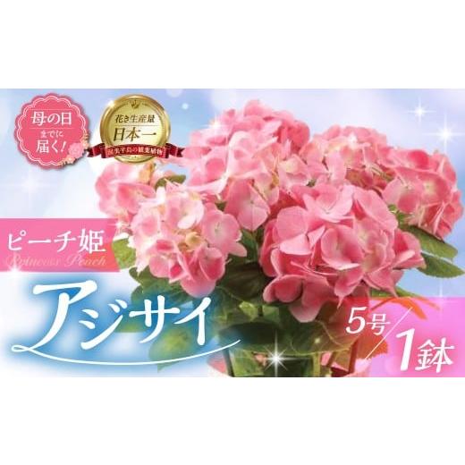 ふるさと納税 雑貨・日用品 花 愛知県 田原市 [母の日までにお届け]アジサイ ピーチ姫 アジサイ あじさい 紫陽花 花 鉢植え 鉢 鉢花 花 観葉植物 植物 5号鉢…