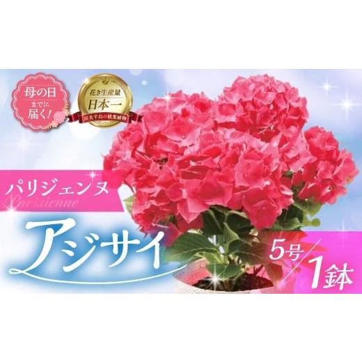 ふるさと納税 雑貨・日用品 花 愛知県 田原市 [母の日までにお届け]アジサイ パリジェンヌ アジサイ あじさい 紫陽花 花 鉢植え 鉢 鉢花 花 観葉植物 植物 5…