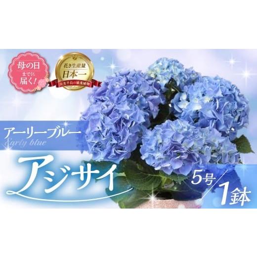 ふるさと納税 雑貨・日用品 花 愛知県 田原市 [母の日までにお届け]アジサイ アーリーブルー アジサイ あじさい 紫陽花 花 鉢植え 鉢 鉢花 花 観葉植物 植物…
