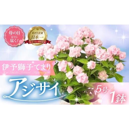 ふるさと納税 雑貨・日用品 花 愛知県 田原市 [母の日までにお届け]アジサイ 伊予獅子てまり アジサイ あじさい 紫陽花 花 鉢植え 鉢 鉢花 花 観葉植物 植物…