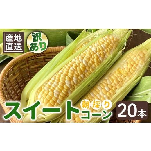ふるさと納税 とうもろこし 茨城県 常陸大宮市 先行予約 訳あり とうもろこし スイートコーン 20本 品種おまかせ 朝採り 旬の味覚 新鮮 コーン 先行予約 産地…