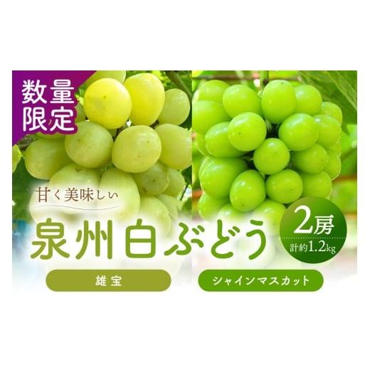 ふるさと納税 果物類 ぶどう 大阪府 泉南市 泉州ぶどう マスカット食べ比べ 大粒大房の雄宝とシャインマスカット 2種セット 065C-007