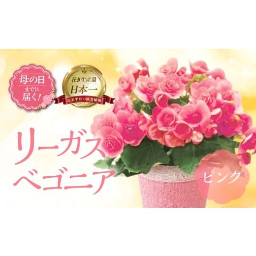 ふるさと納税 雑貨・日用品 花 愛知県 田原市 [母の日までにお届け]リーガスベゴニア ピンク ベゴニア 花 花 鉢植え 鉢 鉢花 花 観葉植物 植物 5号鉢 人気 …