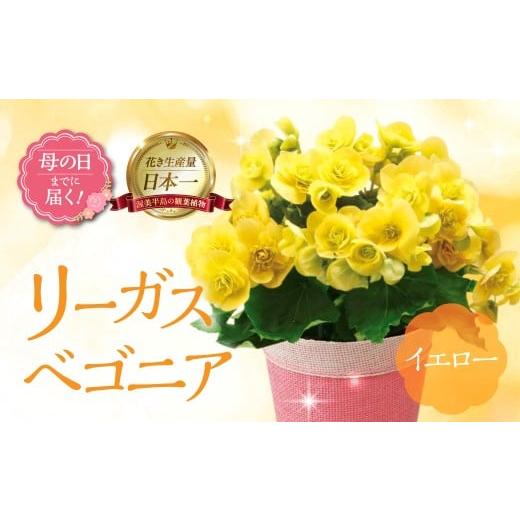 ふるさと納税 雑貨・日用品 花 愛知県 田原市 [母の日までにお届け]リーガスベゴニア イエロー ベゴニア 花 花 鉢植え 鉢 鉢花 花 観葉植物 植物 5号鉢 人気…
