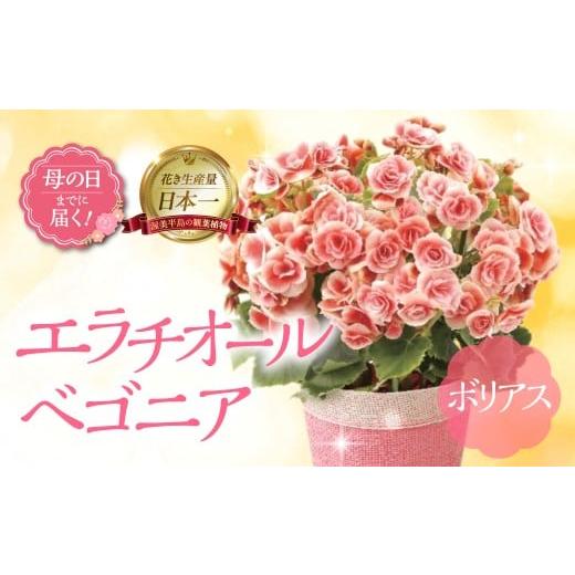 ふるさと納税 雑貨・日用品 花 愛知県 田原市 [母の日までにお届け]エラチオールベゴニア ボリアス | ベゴニア 花 花 鉢植え 鉢 鉢花 花 観葉植物 植物 5号…
