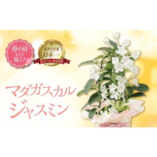 ふるさと納税 雑貨・日用品 花 愛知県 田原市 [母の日までにお届け]マダガスカルジャスミン ジャスミン 花 花 鉢植え 鉢 鉢花 花 観葉植物 植物 4号鉢 人気 …