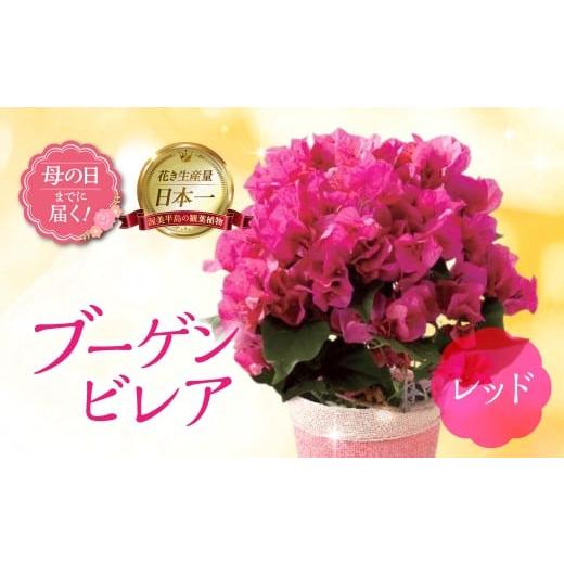 ふるさと納税 雑貨・日用品 花 愛知県 田原市 [母の日までにお届け]ブーゲンビレア レッド 花 花 鉢植え 鉢 鉢花 花 観葉植物 植物 5号鉢 人気 おしゃれ か…