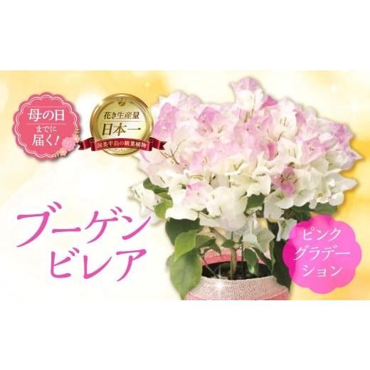 ふるさと納税 雑貨・日用品 花 愛知県 田原市 [母の日までにお届け]ブーゲンビレア ピンクグラデーション 花 花 鉢植え 鉢 鉢花 花 観葉植物 植物 5号鉢 人…