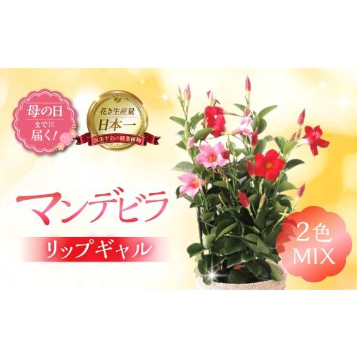 ふるさと納税 雑貨・日用品 花 愛知県 田原市 [母の日までにお届け]マンデビラ リップギャル 2色MIX 花 花 鉢植え 鉢 鉢花 花 観葉植物 植物 5号鉢 人気 お…