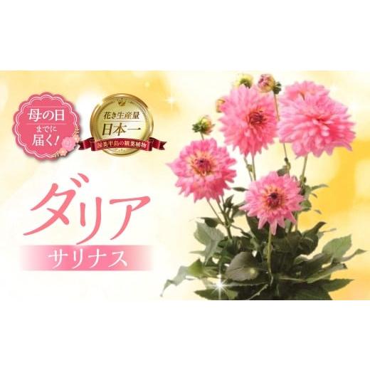 ふるさと納税 雑貨・日用品 花 愛知県 田原市 [母の日までにお届け]ダリア サリナス 花 花 鉢植え 鉢 鉢花 花 観葉植物 植物 6号鉢 人気 おしゃれ かわいい …