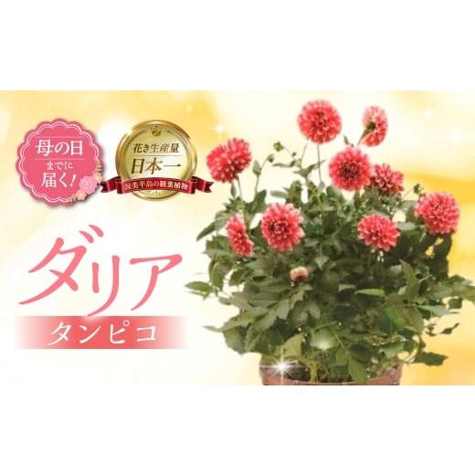 ふるさと納税 雑貨・日用品 花 愛知県 田原市 [母の日までにお届け]ダリア タンピコ 花 花 鉢植え 鉢 鉢花 花 観葉植物 植物 6号鉢 人気 おしゃれ かわいい …