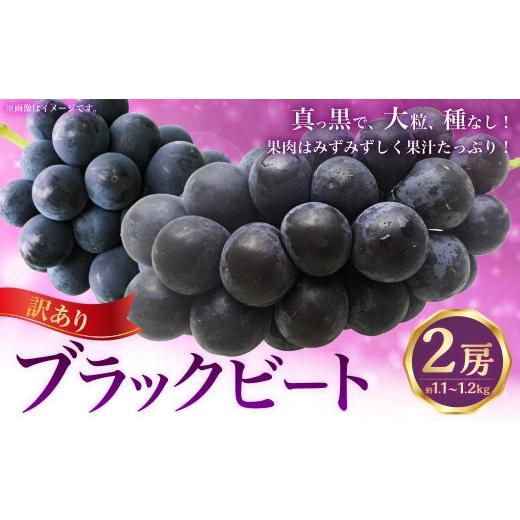 ふるさと納税 果物類 ぶどう 高知県 香美市 (訳あり) ブラックビート 2房 約1.1〜1.2kg ぶどう ブドウ 葡萄 果物 くだもの フルーツ 常温 2026年8月上旬〜9…