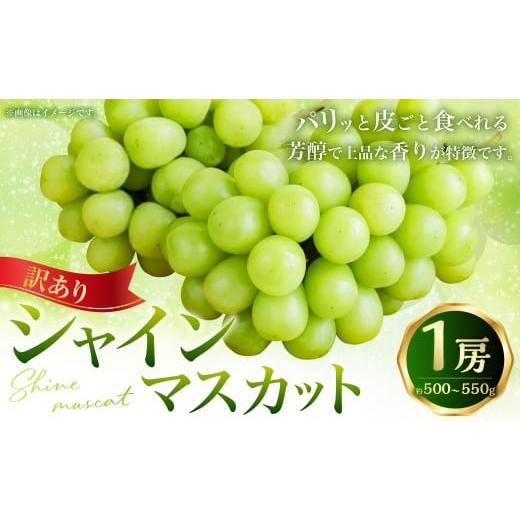 ふるさと納税 ぶどう マスカット 高知県 香美市 (訳あり) シャインマスカット 1房 約500〜550g マスカット ぶどう ブドウ 葡萄 果物 くだもの フルーツ 常温…