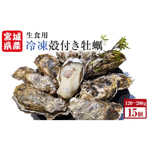 ふるさと納税 牡蠣 生牡蠣 宮城県 石巻市 牡蠣 殻付き 生食 可 15個(5個入×3袋) 宮城県産 冷凍 小分け カキ かき オイスター 魚介類 海産物 海鮮 生牡蠣 蒸…