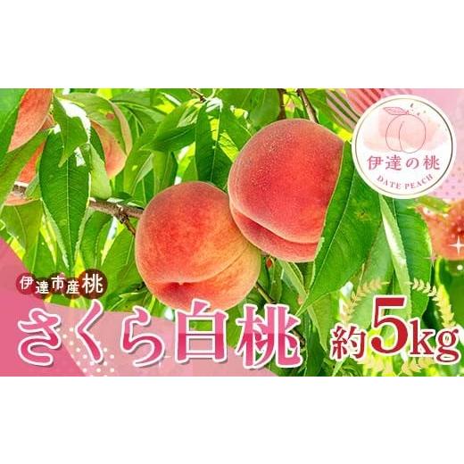 ふるさと納税 もも 福島県 伊達市 2026年出荷分先行予約 <冷蔵配送>福島県産 さくら白桃 約5kg (9〜18玉) サトー農園 大玉 固め 白桃 伊達の桃 桃 フル…