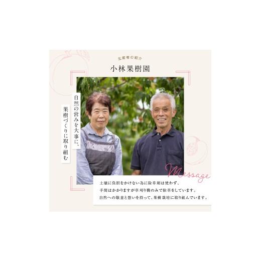 ふるさと納税 もも 福島県 伊達市  2026年出荷分先行予約 <冷蔵配送>福島県産 あかつき 約3kg (9〜12玉) 小林果樹園 伊達の桃 桃 フルーツ 果物 もも モ…の画像