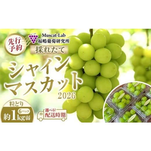 ふるさと納税 ぶどう マスカット 長野県 大町市 先行予約 B 2026 P シャインマスカット粒どり6パック 約1kg弱(2026年10月中旬頃〜順次発送)長野県産 国…