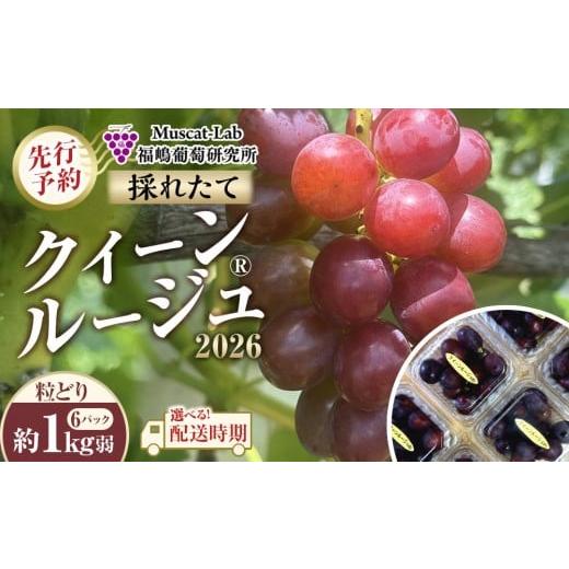 ふるさと納税 ぶどう マスカット 長野県 大町市 先行予約 B 2026 P クイーンルージュ? 粒どり6パック 約1kg弱 (2026年10月中旬頃〜順次発送)長野県産 国際…
