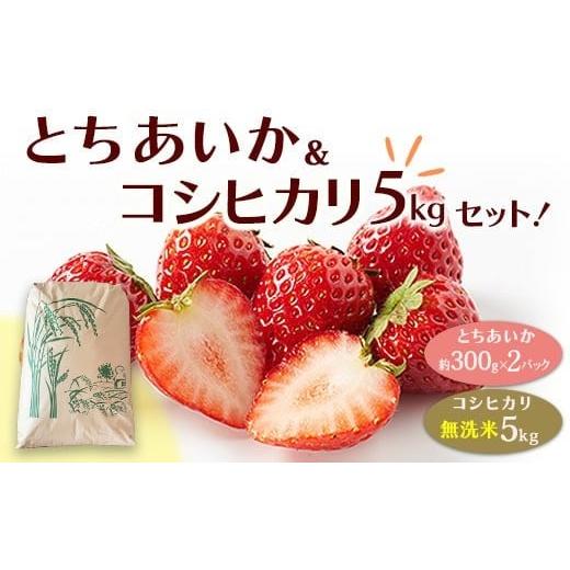 ふるさと納税 いちご 栃木県 塩谷町 とちあいか(約300g×2パック)&令和7年産無洗米コシヒカリ5kgセット |いちご とちあいか 米 | お米 白米 米 こめ コメ …