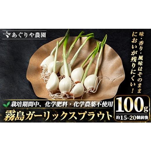 ふるさと納税 野菜類 鹿児島県 霧島市 K-693 霧島ガーリックスプラウト 100g (約15〜20個前後入り) あぐりや農園 霧島市 国産 霧島産 野菜 にんにく ニンニク …