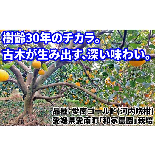 ふるさと納税 果物類 みかん 愛媛県 愛南町 愛南ゴールド 河内晩柑 みかん 樹齢30年 農家直送 (果汁たっぷり/心地よい甘さ/爽やか風味)訳あり8kg 文旦 の…