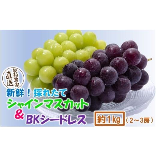 ふるさと納税 ぶどう マスカット 大分県 国東市 テレビで紹介されました 先行予約 令和8年発送 農家直送 新鮮 朝づみぶどう シャインマスカット &amp; BKシー…