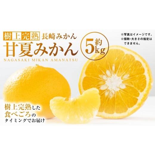 ふるさと納税 果物類 みかん 長崎県 長崎市 樹上完熟 長崎みかん( 甘夏みかん )約5kg みかん フルーツ 甘夏 果物 くだもの ミカン 蜜柑 長崎 2026年4月上旬…
