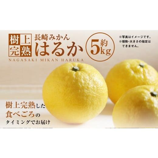 ふるさと納税 果物類 みかん 長崎県 長崎市 樹上完熟 長崎みかん (はるか) 約5kg みかん フルーツ 果物 くだもの ミカン 蜜柑 長崎 2026年2月上旬-3月下旬…